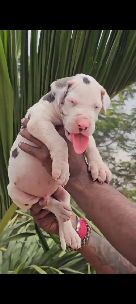 Buy Male Great Dane Puppy from Vizag